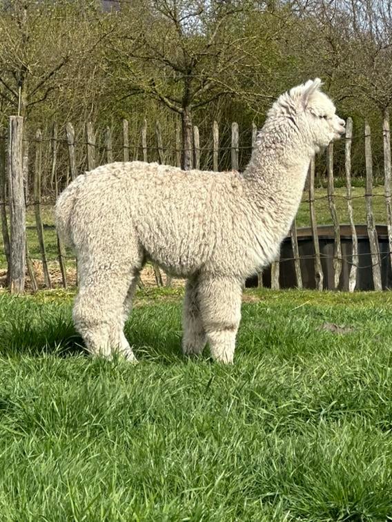 Witte alpaca hengst mooi bewold 7 mnd, Dieren en Toebehoren, Augustus, Mannelijk