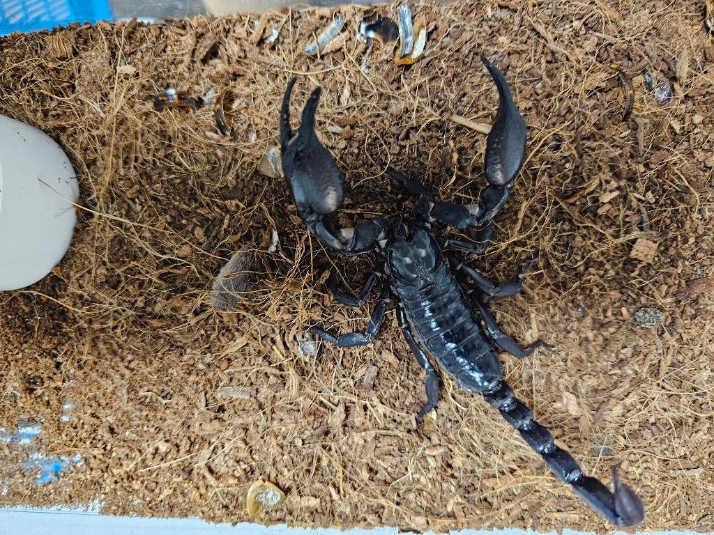 Hetrometrus Silenus Aziatische Bosschorpioen, Dieren en Toebehoren, Spin of Schorpioen