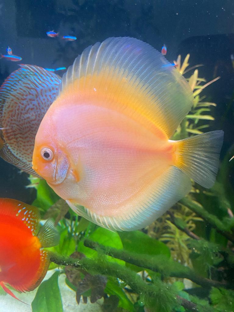 Discus vissen, Dieren en Toebehoren, Vis, Zoetwatervis, Schoolvis