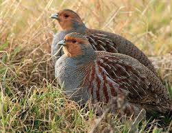 Patrijs hennetje, Vrouwelijk, Kip