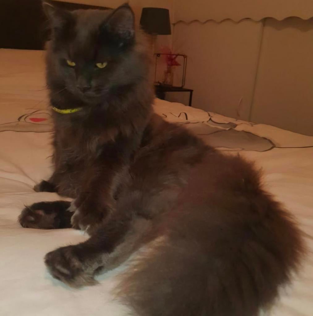 Mainecoon en Ragdoll dekkaters, Dieren en Toebehoren, Katten en Kittens | Dekkaters