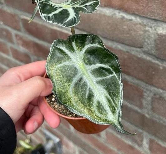 Alocasia Venom gold Variegata, Huis en Inrichting, Kamerplanten, Ophalen of Verzenden, Halfschaduw, Minder dan 100 cm
