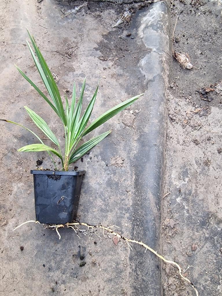 Mooie fortunei x princeps, Tuin en Terras, Planten | Bomen, Ophalen of Verzenden, Volle zon, Overige soorten, Minder dan 100 cm