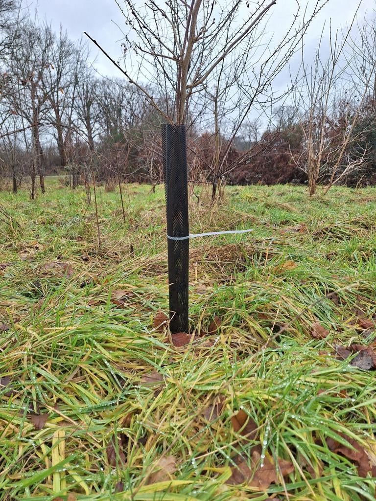 Boombeschermers 55 x 20 per 10 stuks, Ophalen, Volle zon, Overige soorten, Minder dan 100 cm