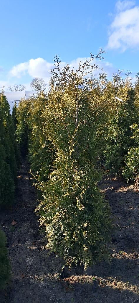 thuja occidentalis Brabant 175-200 cm hoge haagconiferen, Ophalen, Conifeer, Haag, 100 tot 250 cm