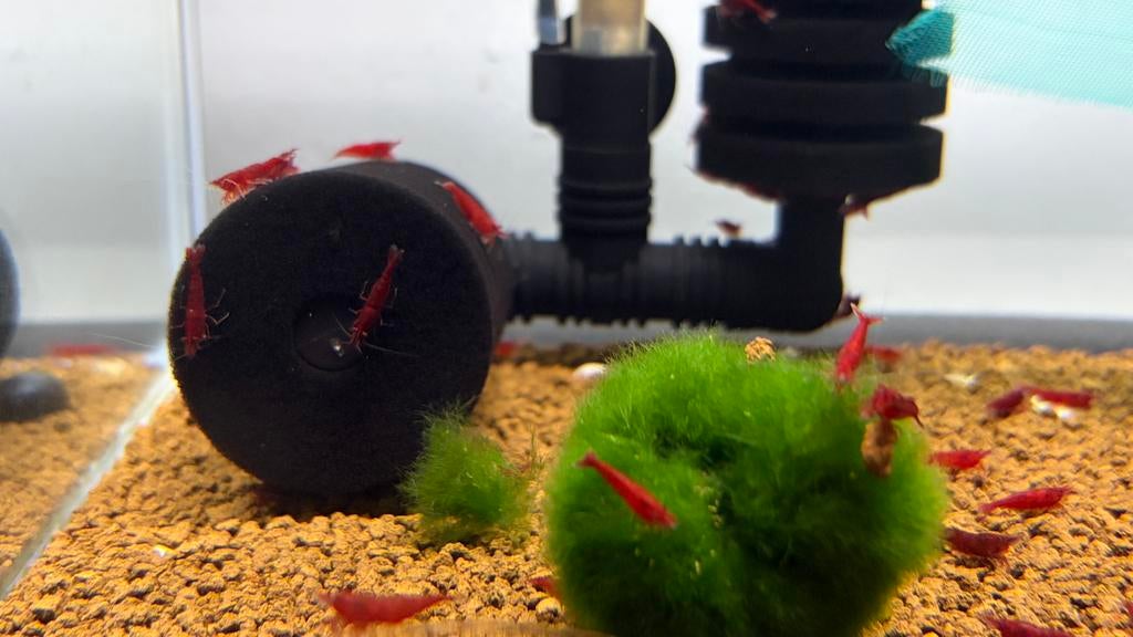 Neocaridina Bloody mary, Kreeft, Krab of Garnaal