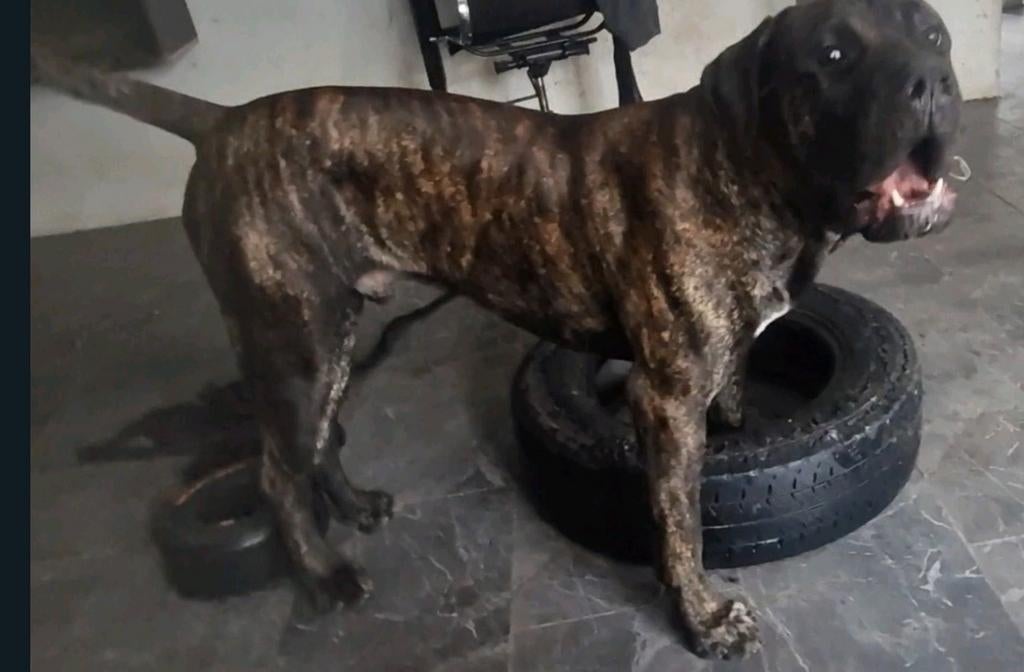 Presa canario bully xl bandog pitbull pitbull xl dekreu, Parvo, Reu, 1 tot 2 jaar, Eén hond