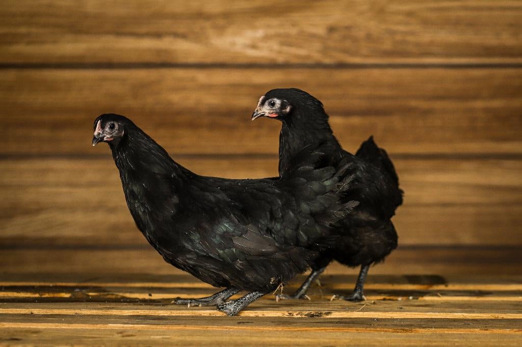 Australorp kriel | Rustige kippen | Jonge ingeënte kippen, Dieren en Toebehoren, Pluimvee, Meerdere dieren, Kip