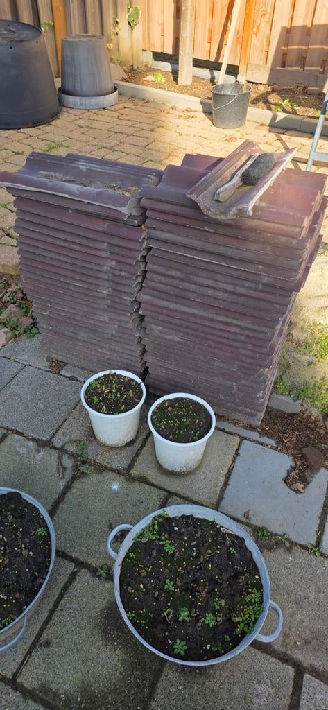 55 Dakpannen + Top- en Zijpan - Gebruikt, Ophalen, Gebruikt, Steen of Klei, Minder dan 5 m²