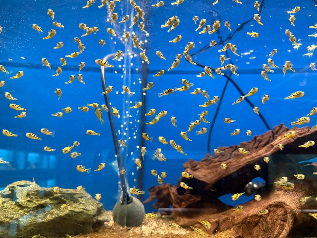 Tetraodon travancoricus - dwerg kogelvis, Dieren en Toebehoren, Vissen | Aquariumvissen, Vis