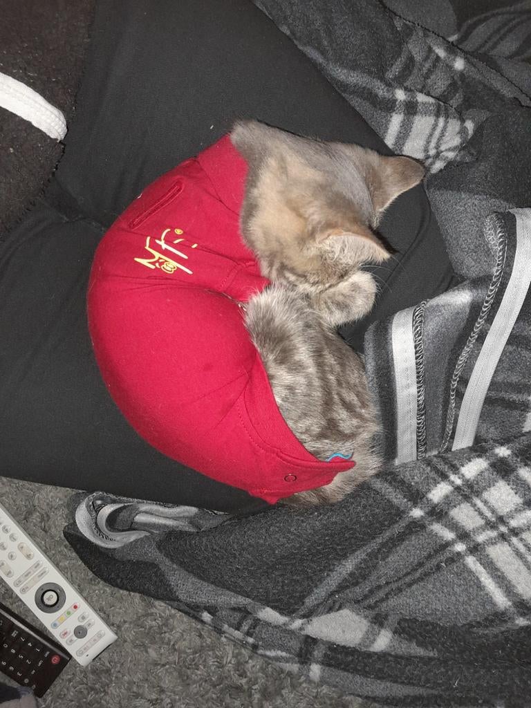 Kitten rompertje AniCura XS voor sterrilisatie, Dieren en Toebehoren, Ophalen of Verzenden, Zo goed als nieuw, Hondenjas