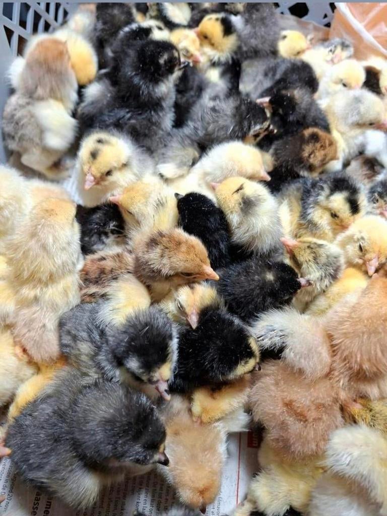 Brahma wyandotte Kuikens vanaf 11 April, Dieren en Toebehoren, Pluimvee, Kip, Geslacht onbekend