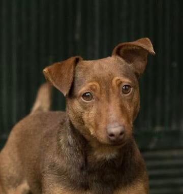 Mooi Jack russel(russell)dekreutje, Dieren en Toebehoren, Parvo, Reu, 1 tot 2 jaar, Eén hond