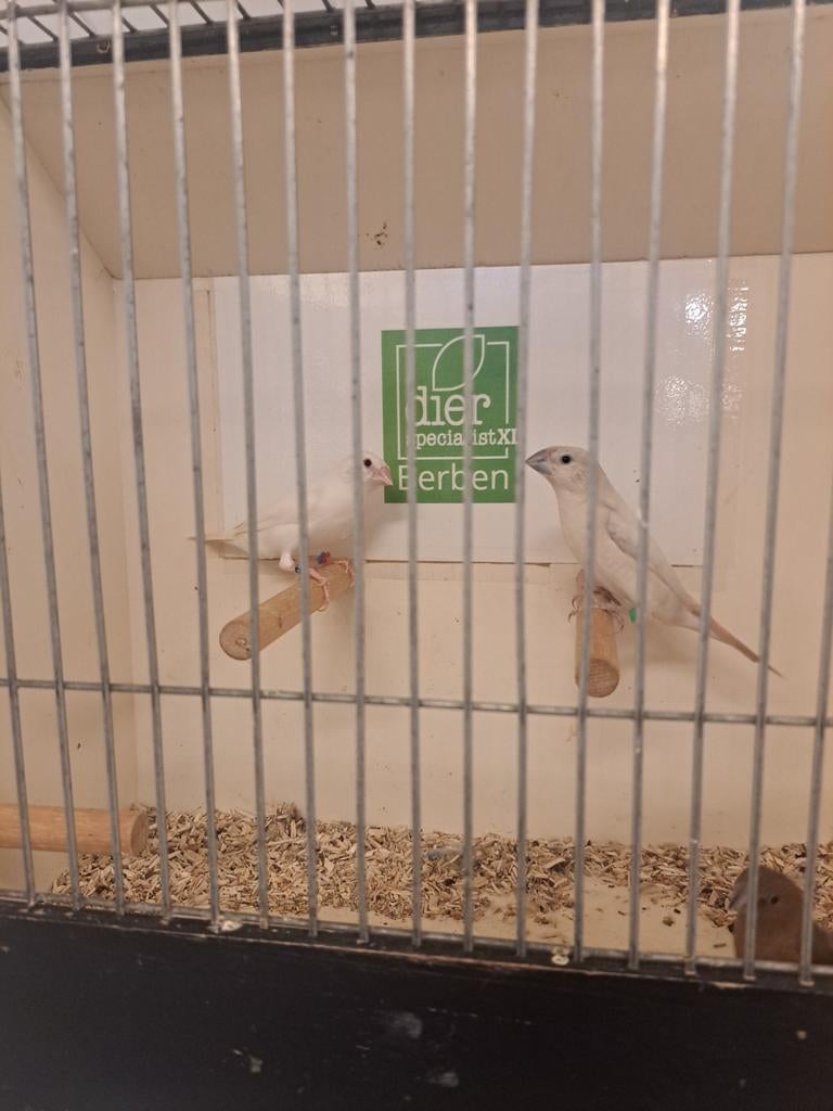 Zilverbekjes diverse kleuren, Meerdere dieren