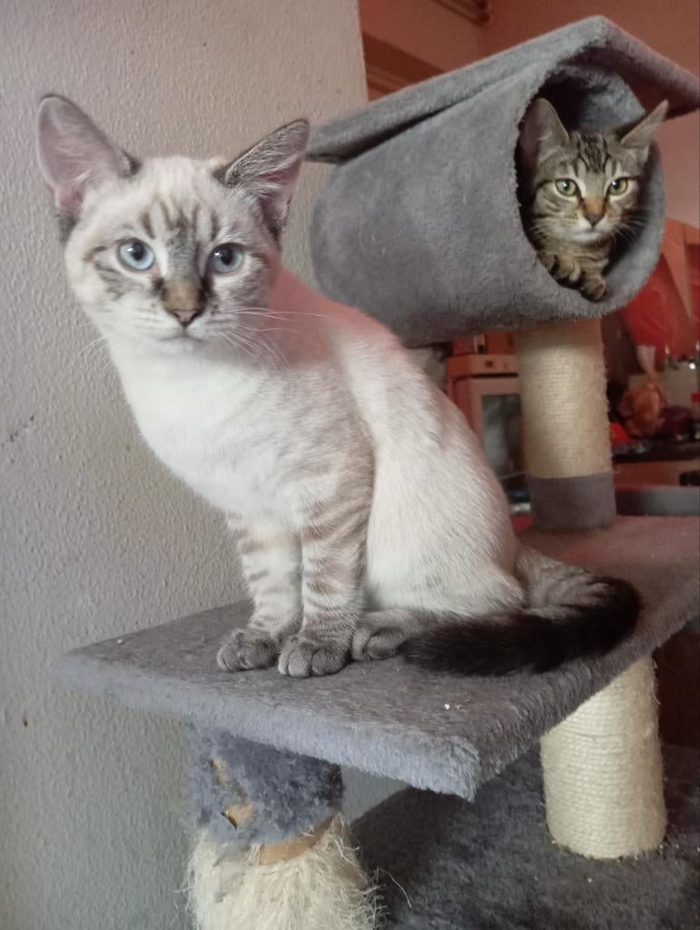 Katten/poezen opzoek naar een nieuwe thuis i.v.m. verhuizen, Kater, Kortharig, 0 tot 2 jaar