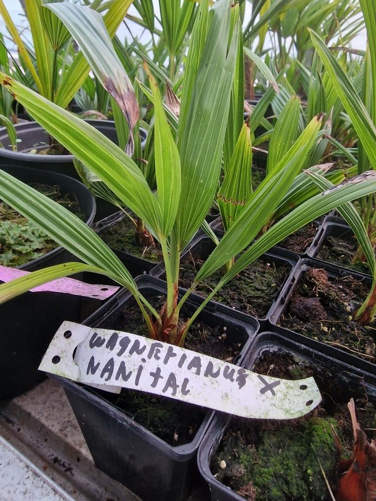 Mooie trachycarpus wagerianus x nainital te koop, Tuin en Terras, Ophalen of Verzenden, Overige soorten, Volle zon