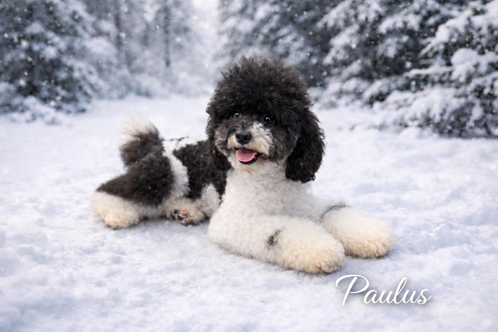 Harlekijn Dwerg poedel dekreu | 32cm | FCI | volledig getest, Dieren en Toebehoren, Reu, Parvo, Eén hond, 3 tot 5 jaar