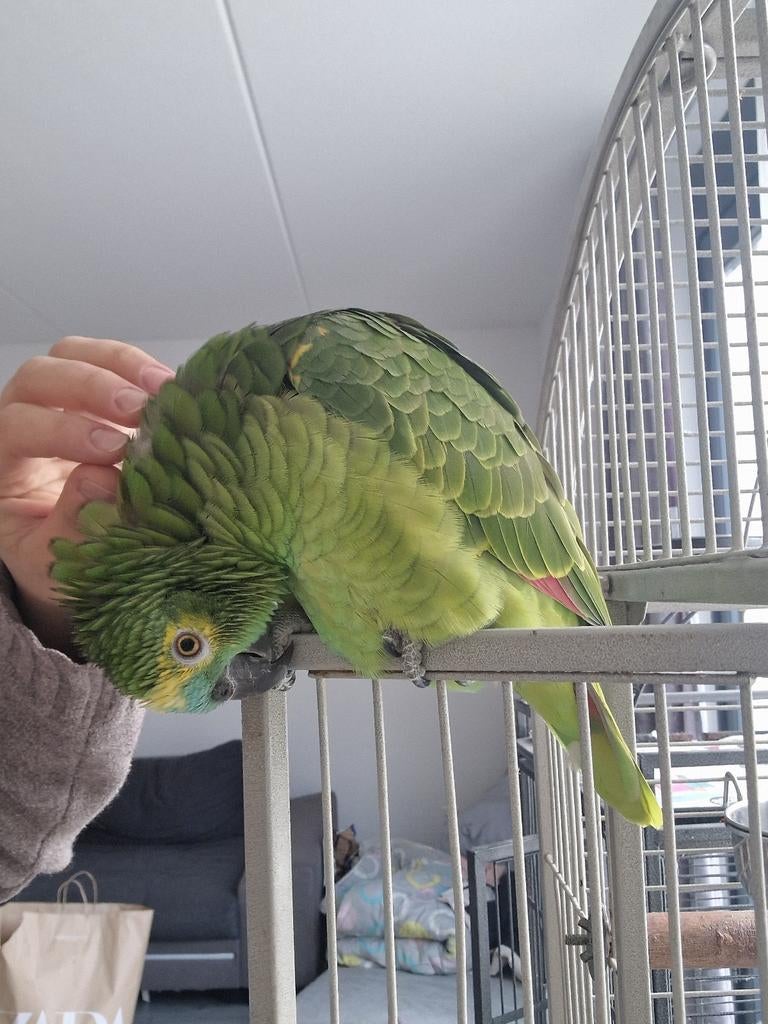 Amazon papegaai blauwvoorhoofd, Vrouwelijk, Papegaai, Pratend