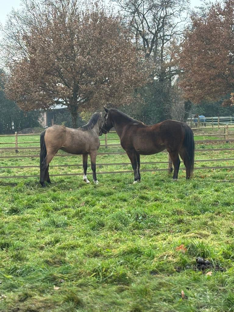 Lieve verzorger gezocht voor 2 gouden pony’s  (niet rijden), Ophalen, Gebruikt, Overige soorten