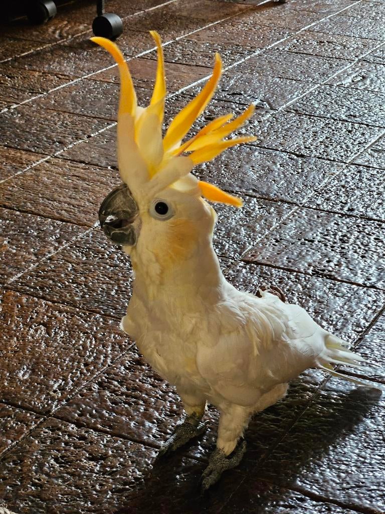 Te koop, Mannelijk, Papegaai