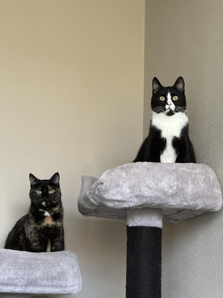 Katten en spulletjes, Meerdere dieren, Kortharig, 0 tot 2 jaar