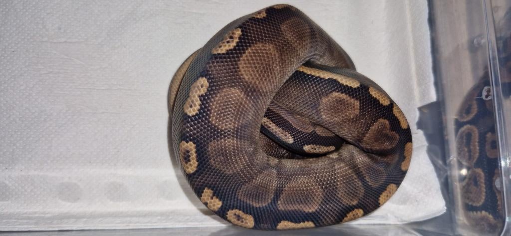 Stranger yb pos het axanthic nk25 vrouw Ball Python - female for sale from Wouter