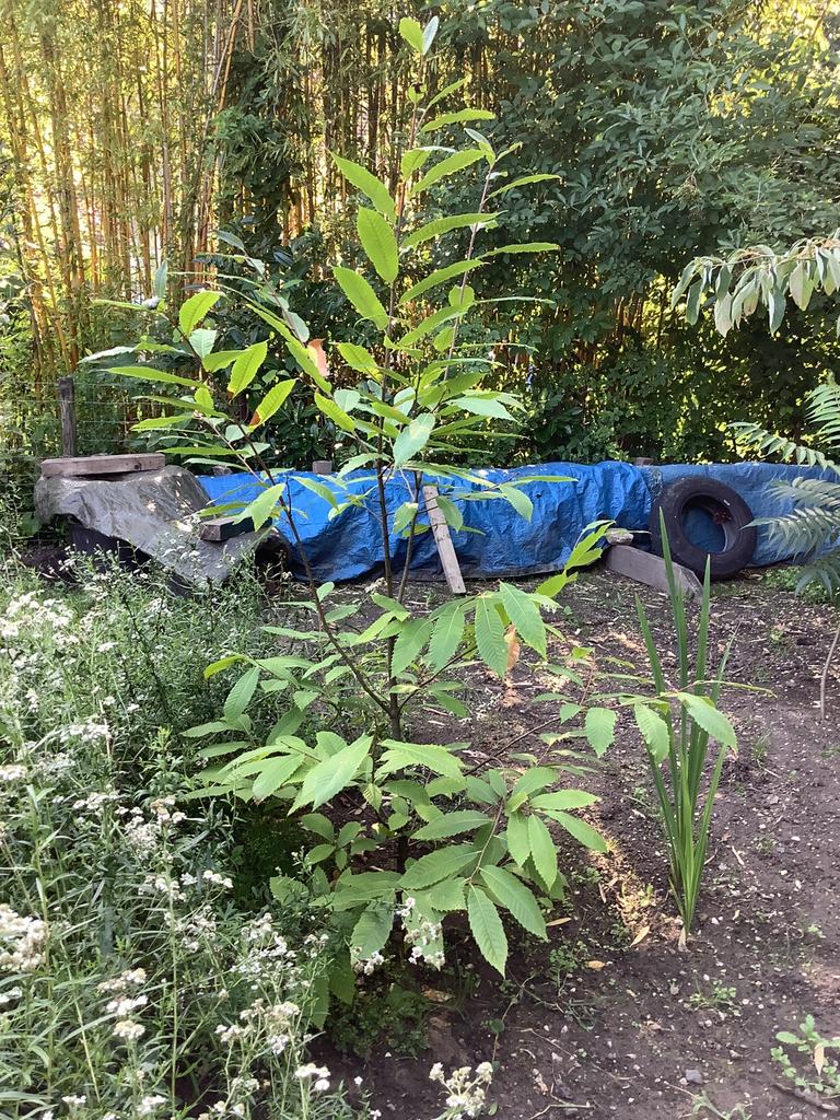 Tamme kastanje, Overige soorten, 100 tot 250 cm, Zomer, Ophalen