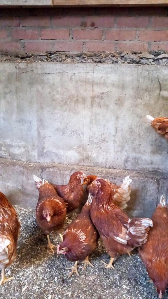 lohman leghennen 20week, Dieren en Toebehoren, Pluimvee, Vrouwelijk, Kip
