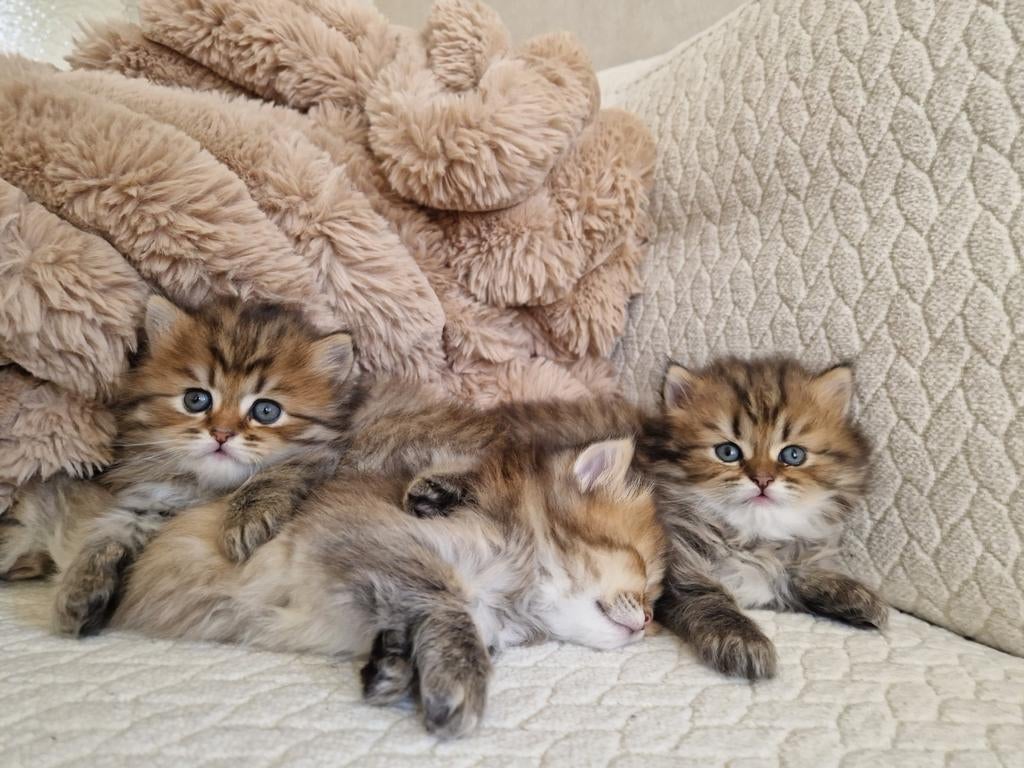 Britse langhaar kittens, Meerdere dieren, Met stamboom