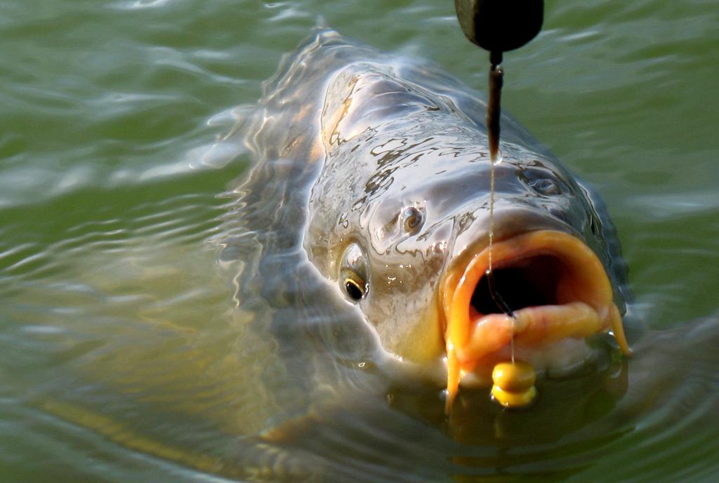 Complete karper vis uitrusting, Ophalen, Zo goed als nieuw, Complete set