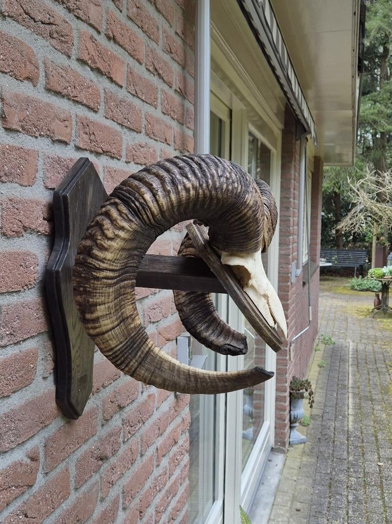 Grote Moeflon Schedel Met Hoorns Jacht Mancave g556, Ophalen of Verzenden, Gebruikt, Wild dier, Schedel