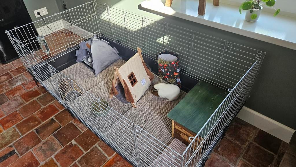 2 lieve Cavia beertjes te koop, Dieren en Toebehoren, Knaagdieren, Maart, Mannelijk, Cavia