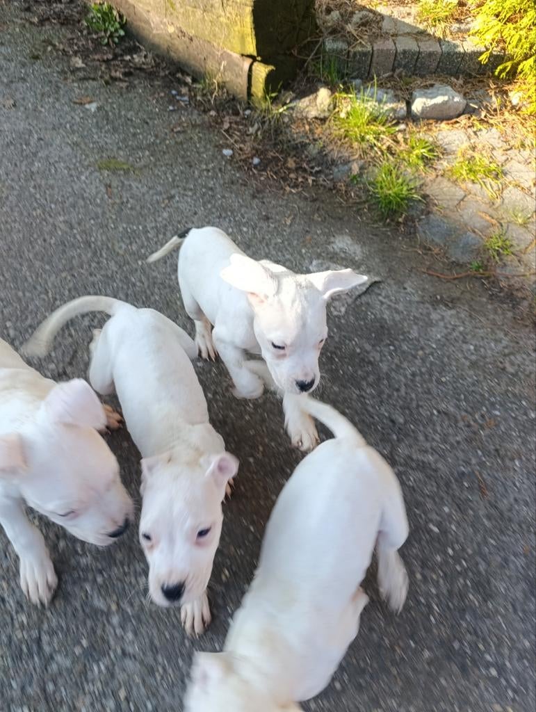 Dogo argentino, Overige rassen, 8 tot 15 weken, Parvo, Meerdere