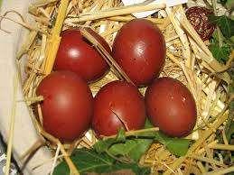 Marans kippen., Dieren en Toebehoren, Pluimvee, Kip, Vrouwelijk