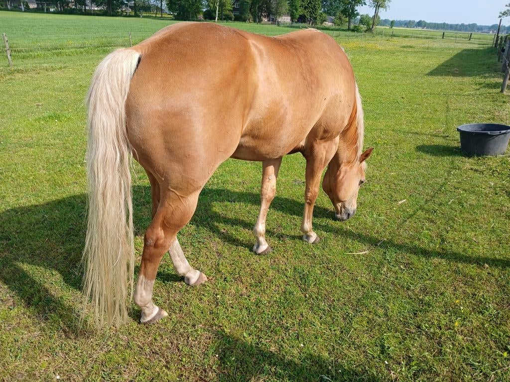 Quarterhorse  hengst ter dekking, Dieren en Toebehoren, Met stamboom, Minder dan 160 cm, Hengst, Westernpaard