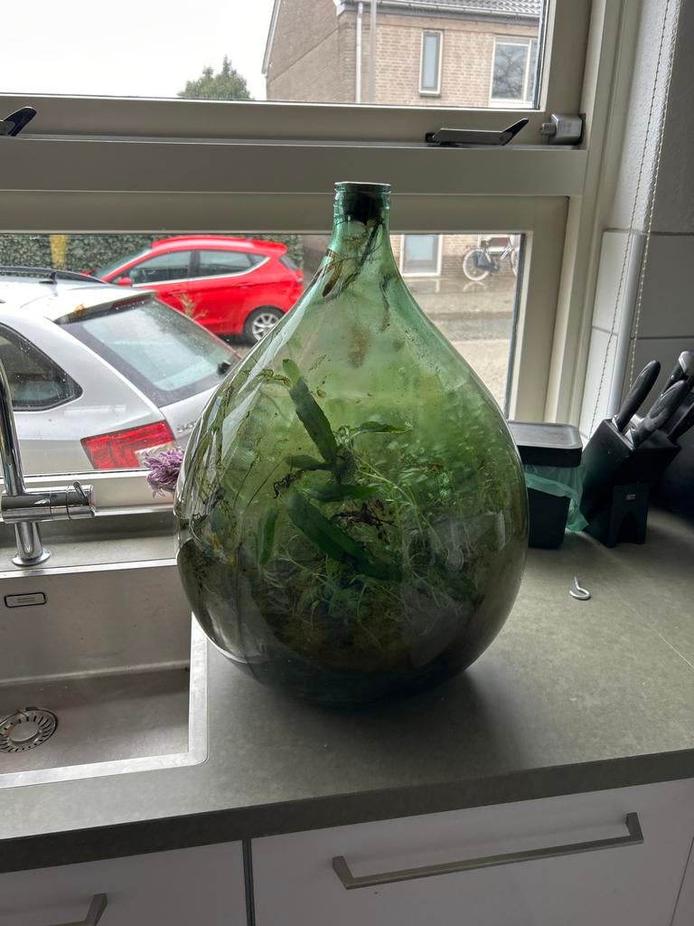 Uniek Planten Ecosysteem in Glazen Fles, Ophalen, Overige soorten, Halfschaduw, In pot