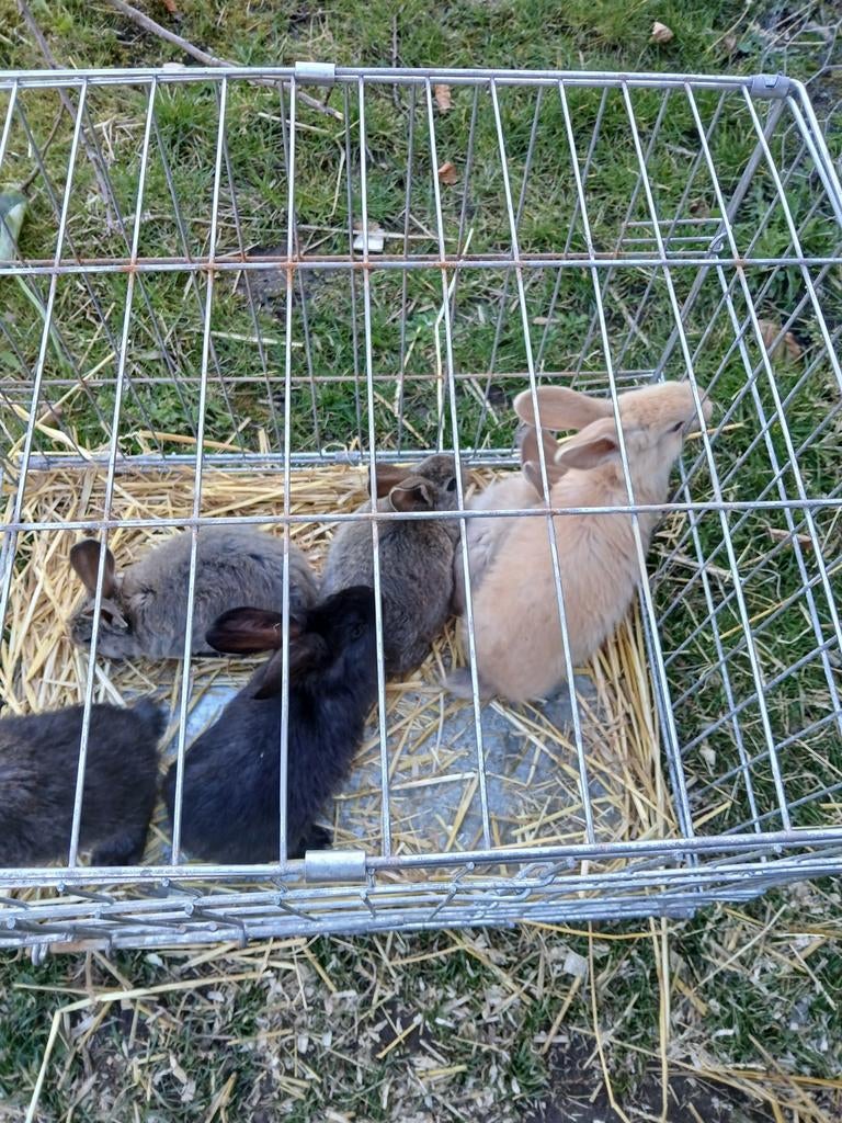 Vlaamse reus tekoop rammen, Mannelijk, Groot, 0 tot 2 jaar