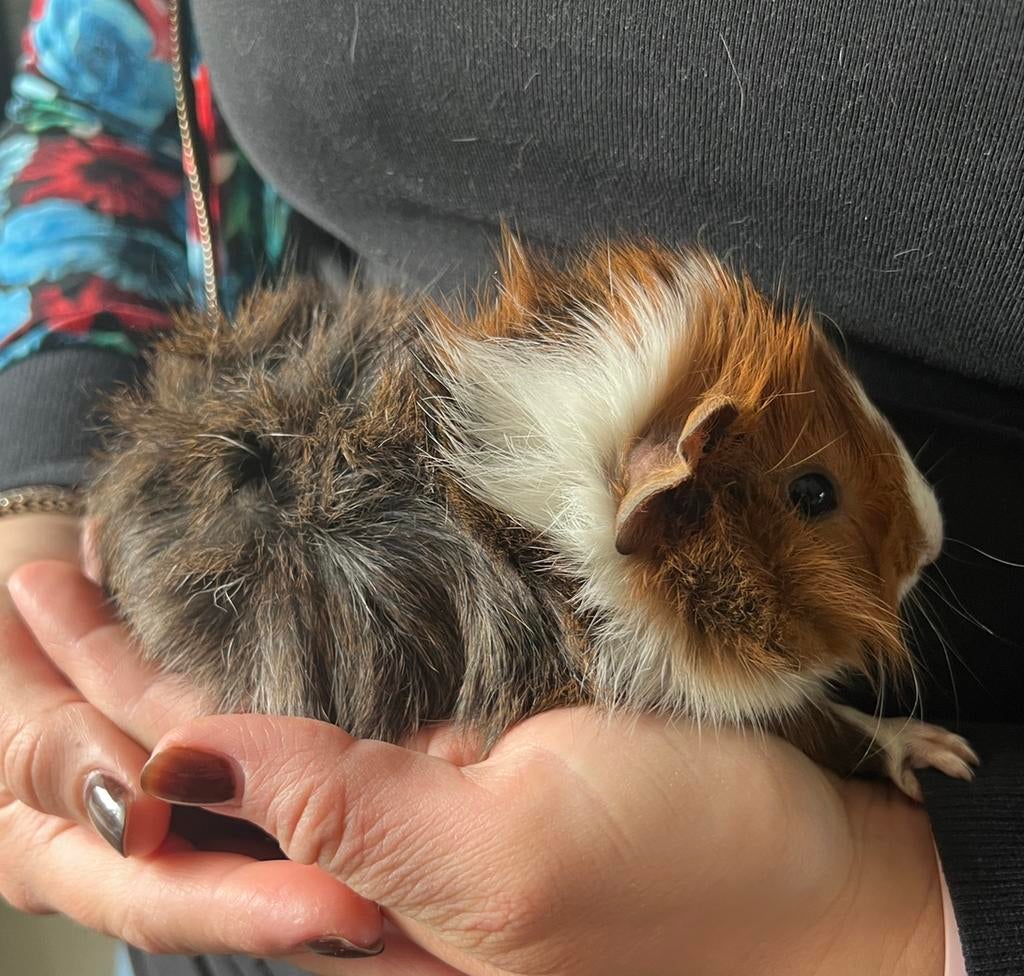 Te koop prachtige borstel zeugjes cavia’s, Dieren en Toebehoren, Cavia, Februari, Vrouwelijk, Tam