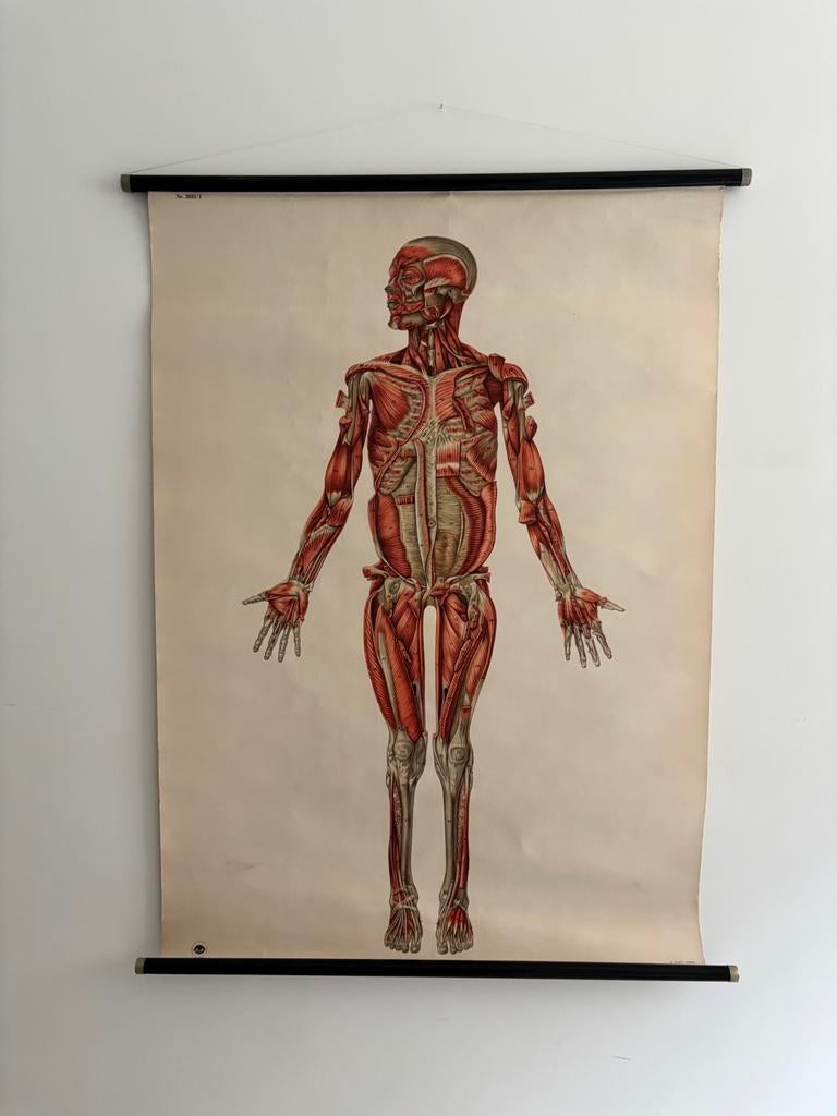 Originele anatomisch schoolplaat Deutsches Hygiene-Museum, Antiek en Kunst, Ophalen, Natuur en Biologie