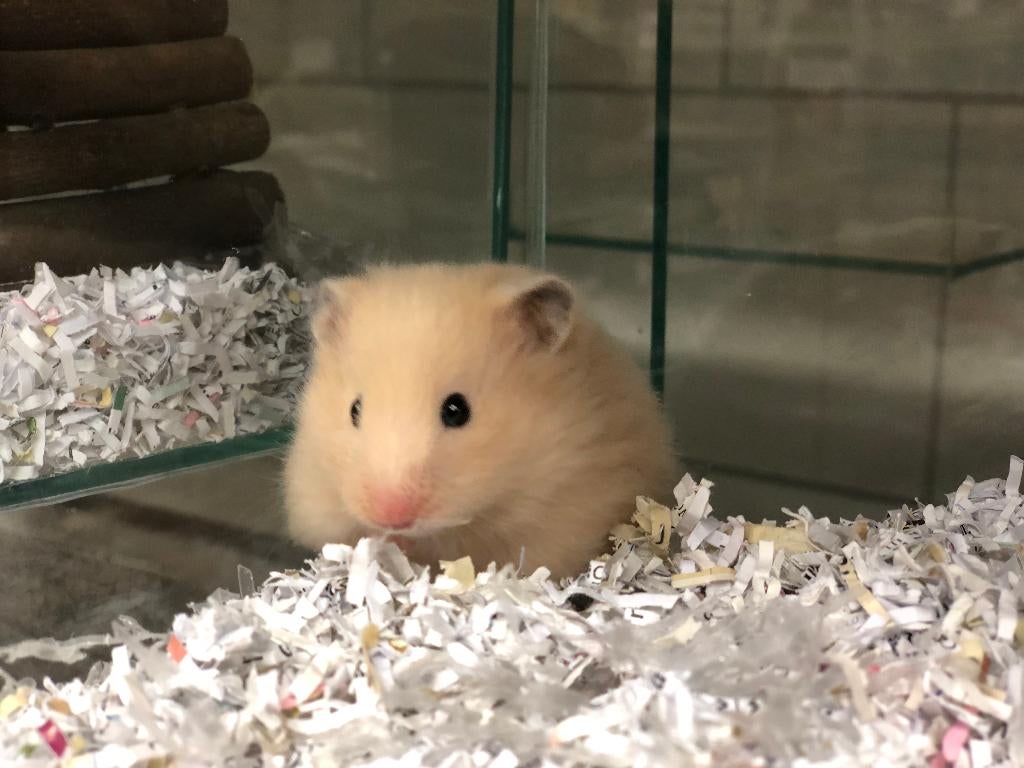 Goudhamsters | Jonge hamsters | Goed tam te maken, Dieren en Toebehoren, Knaagdieren, Hamster, Februari, Vrouwelijk, Tam