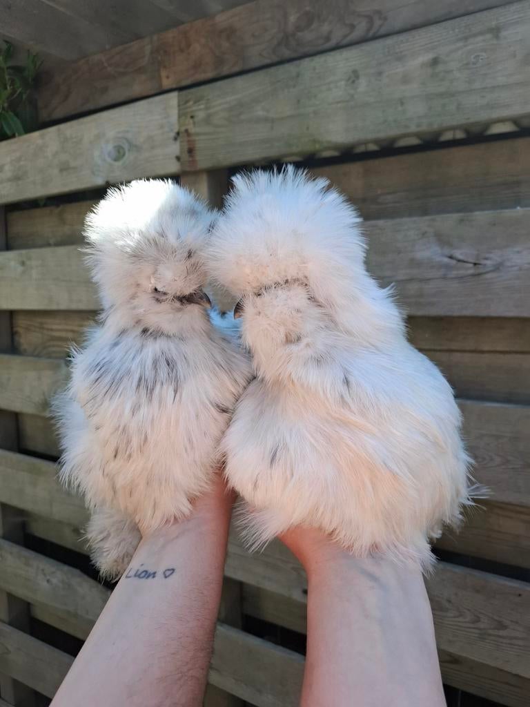 Broedeieren USA zijdehoender, Geslacht onbekend, Kip