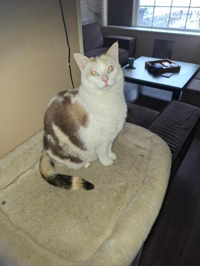 3 lieve poezen, Dieren en Toebehoren, Katten en Kittens | Raskatten | Korthaar, Poes, Gechipt