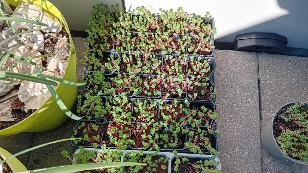 Sedum hispanicum - Spaanse Muurpeper Bodembedekker, Ophalen, Vaste plant, Bodembedekkers, Volle zon