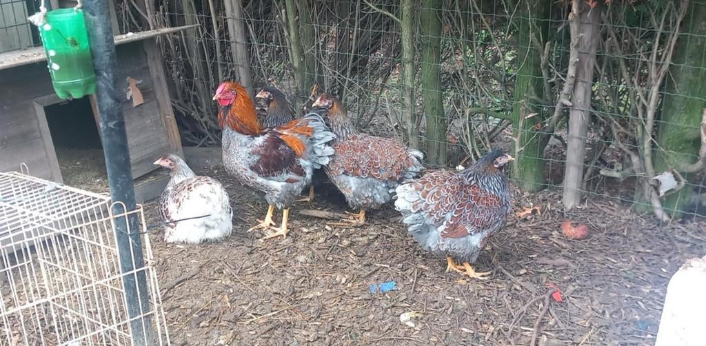 Broedeieren Wyandotte groothoender goudblauw gezoomd, Dieren en Toebehoren, Pluimvee, Geslacht onbekend, Kip