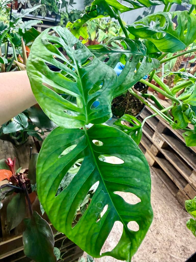 Monstera Monkey Mask (Adansonii) - p12, Ophalen of Verzenden