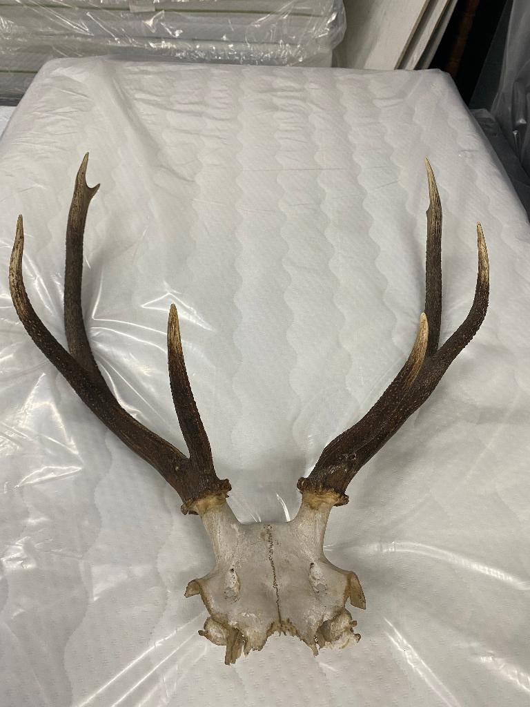 hertengewei 75 CM HOOG, Ophalen of Verzenden, Zo goed als nieuw, Hert, Gewei of Kop