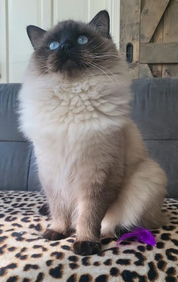 Herplaatsing, lieve sealpoint ragdoll getest met stamboom, Dieren en Toebehoren, Kater, Met stamboom, 0 tot 2 jaar