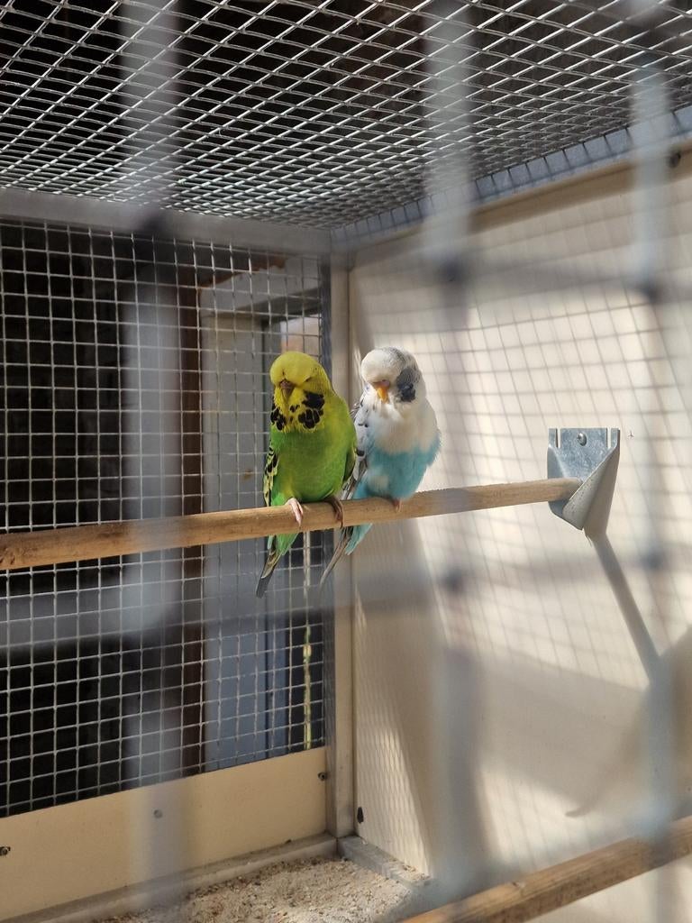 2 Engelse grasparkieten man en pop, Dieren en Toebehoren, Vogels | Parkieten en Papegaaien, Meerdere dieren, Parkiet