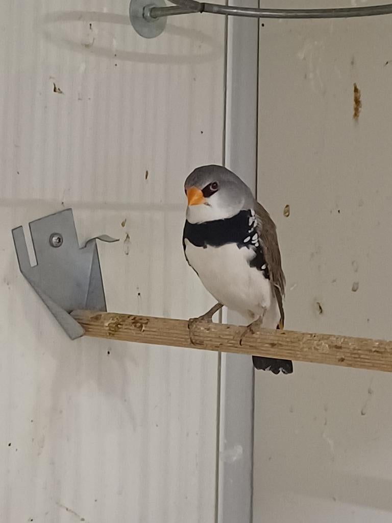 Diamantvinken, Meerdere dieren