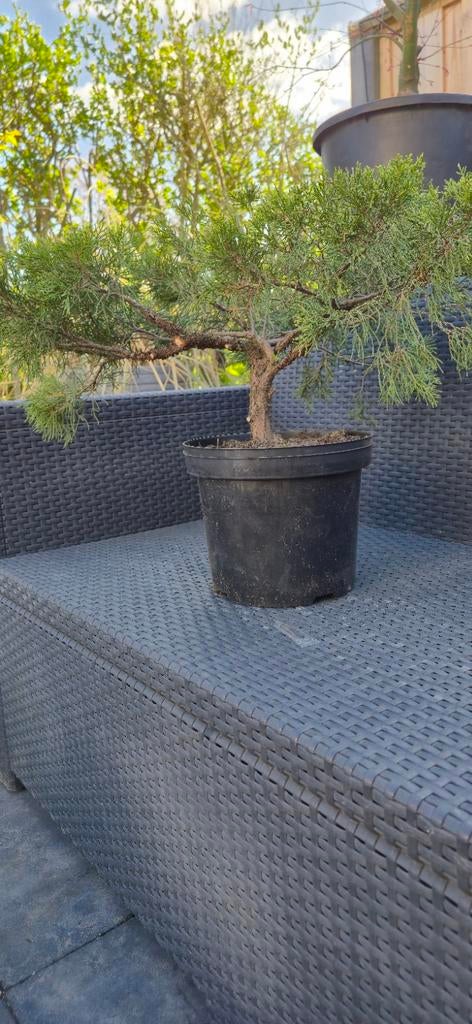 juniperus bonsai Startmatriaal, Bloeit niet, Halfschaduw, Minder dan 100 cm, Overige soorten